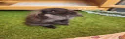 Mini Lop rabbits for sale: Beautiful Mini Lion Lop - READY TO LEAVE - Advert 20