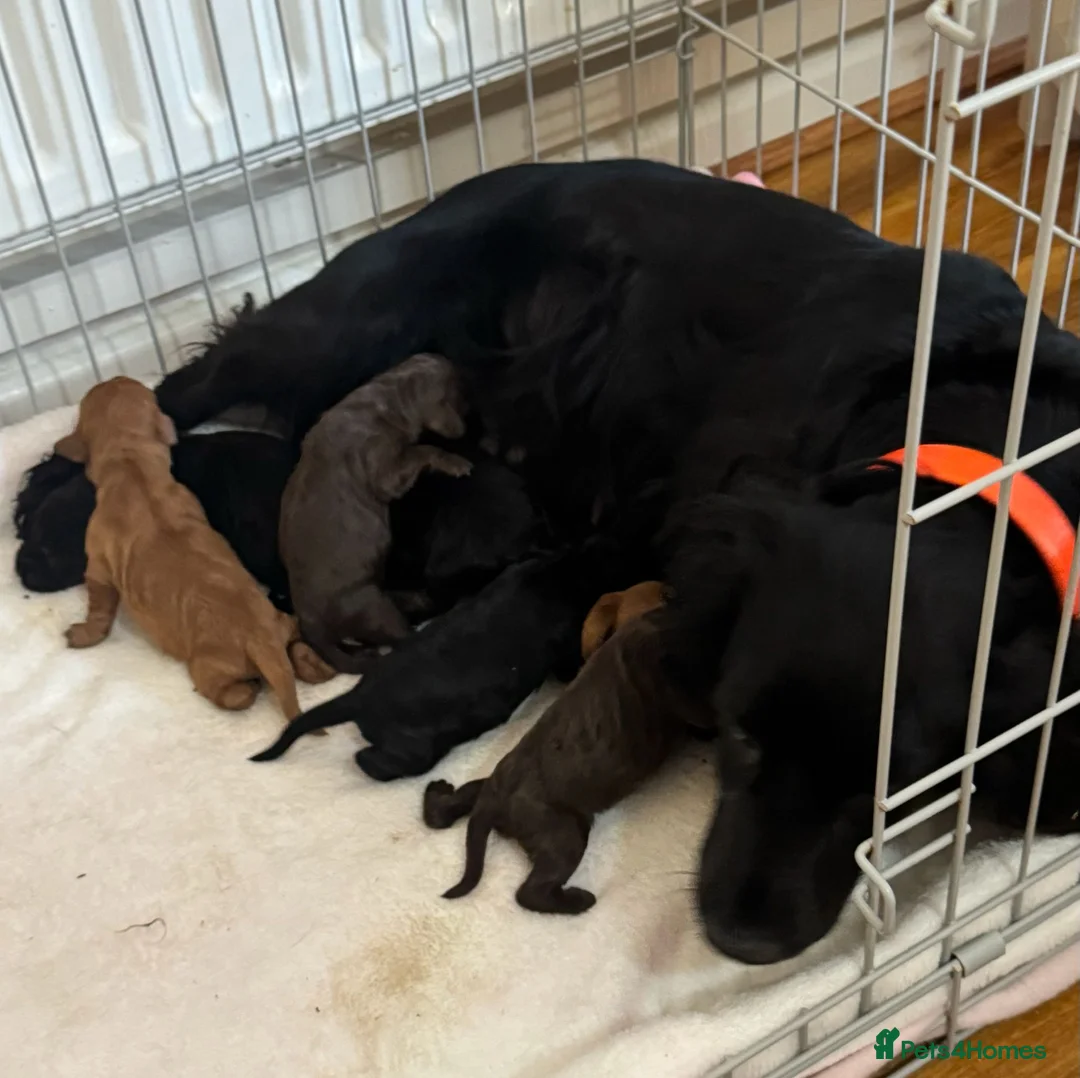 Cockapoo dogs for sale: Cockapoo f1 puppies in Bishop Auckland - Advert 1