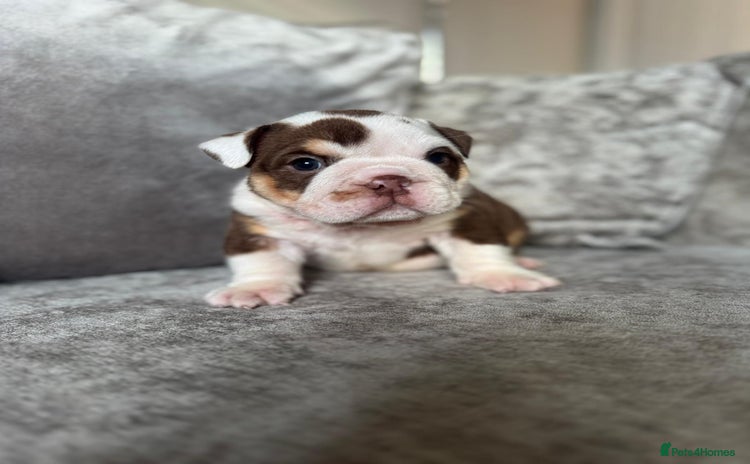 English Bulldog dogs - Advert 1