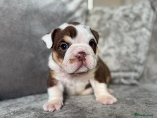 English Bulldog dogs - Advert 2