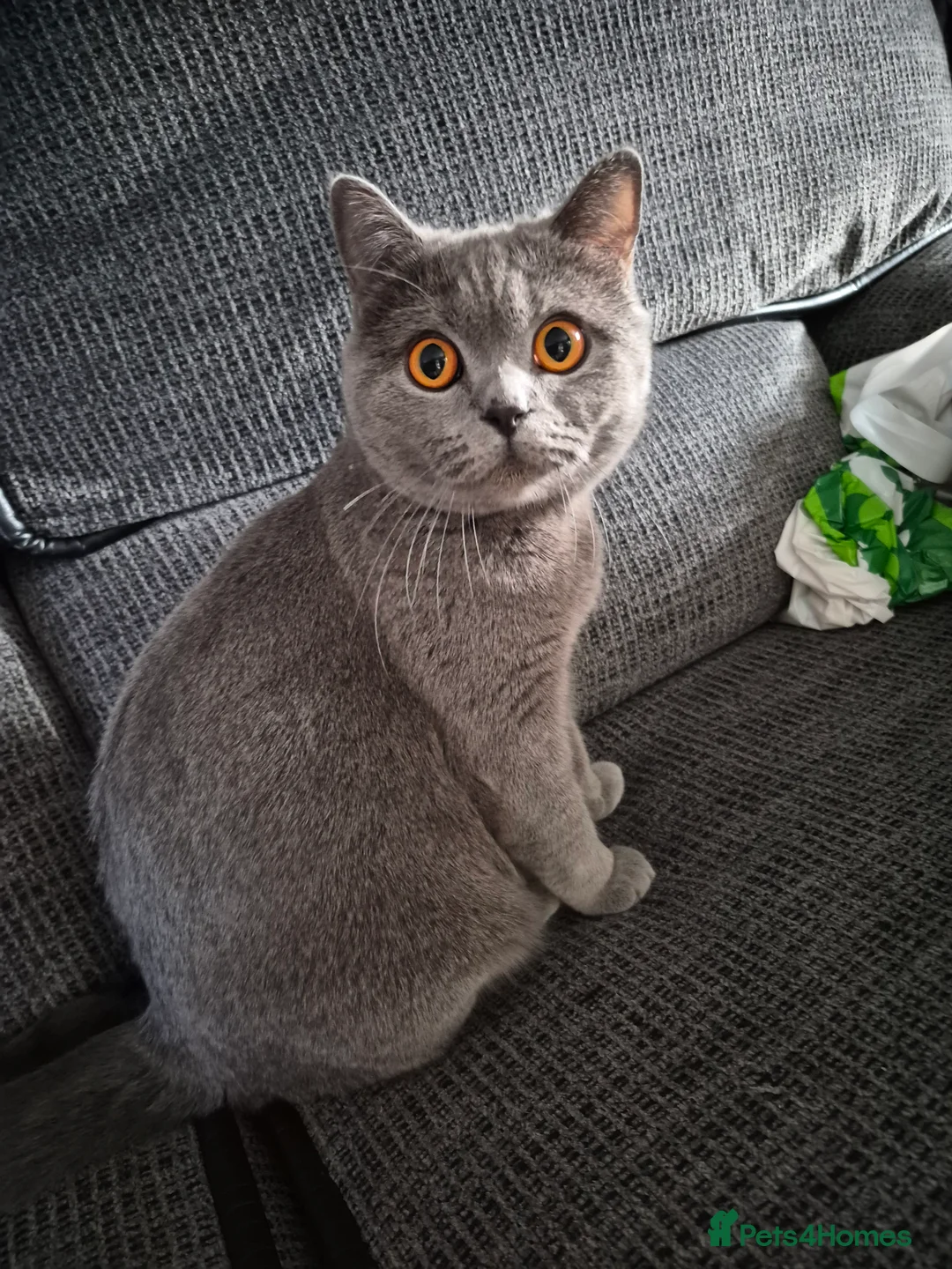 Mixed Breed cats for sale: Adorable British Shorthair Kittens For Sale!  - Advert 2