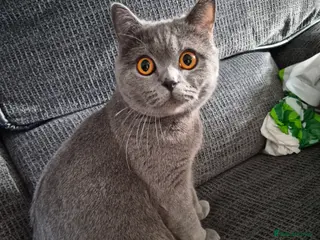 Mixed Breed cats Adorable British Shorthair Kittens For Sale! - Advert 2