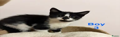 Mixed Breed Kitten 3