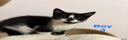 Mixed Breed cats for sale: Adorable kittens looking for a home - Advert 10