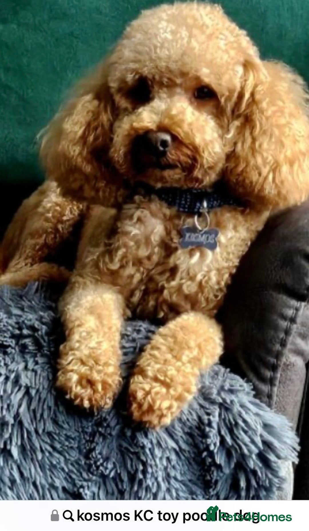 Poochon dogs for sale: Gorgeous Merle boy Poochon Puppy - Advert 3