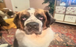 Saint Bernard dogs for sale: Female rough coated Saint Bernard  - Image 4