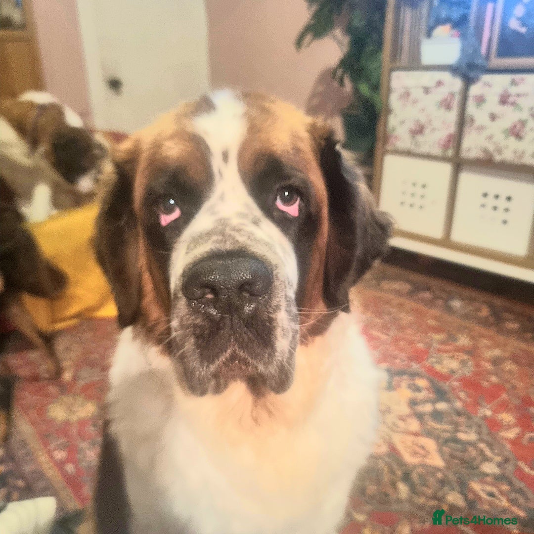 Saint Bernard dogs for sale: Female rough coated Saint Bernard  - Image 4