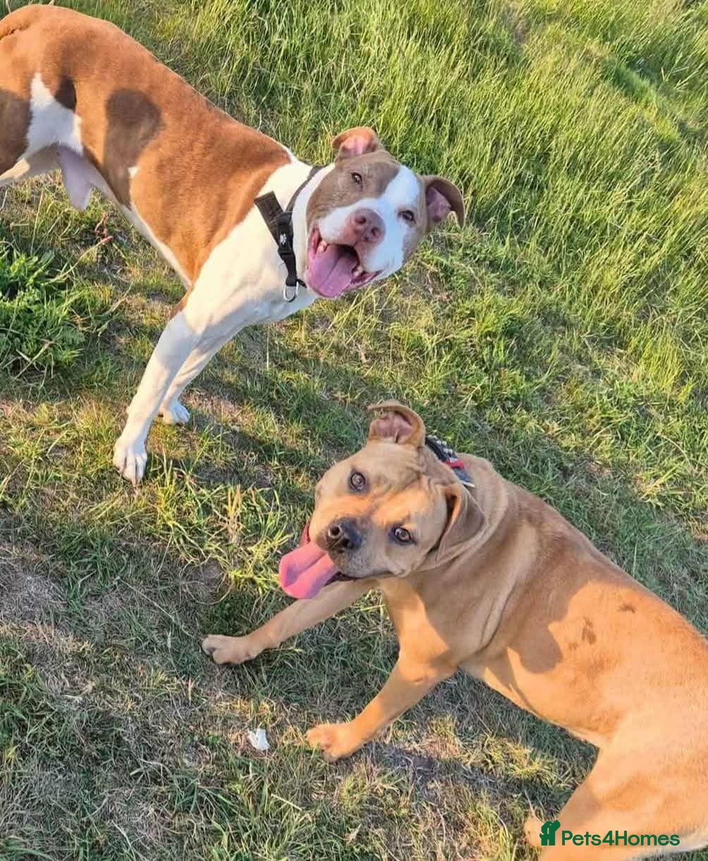 Mixed Breed dogs Flame  in Saint Helens - Advert 1