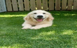Golden Retriever dogs for sale: Stunning 12 week old male  - Image 1