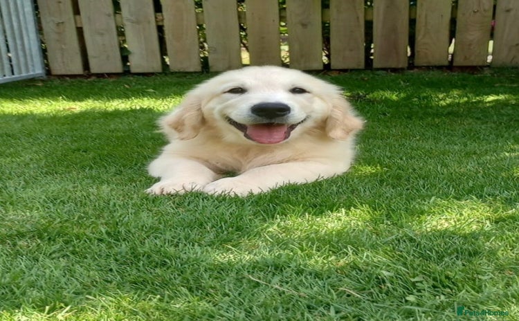 Golden Retriever dogs - Advert 1