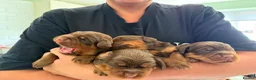 Sprocker dogs for sale: Beautiful Sprocker puppies  - Advert 17