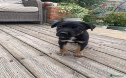 Australian Kelpie dogs for sale: Working kelpie puppies  - Image 5