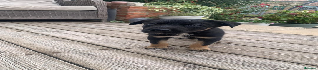 Australian Kelpie Puppy 4