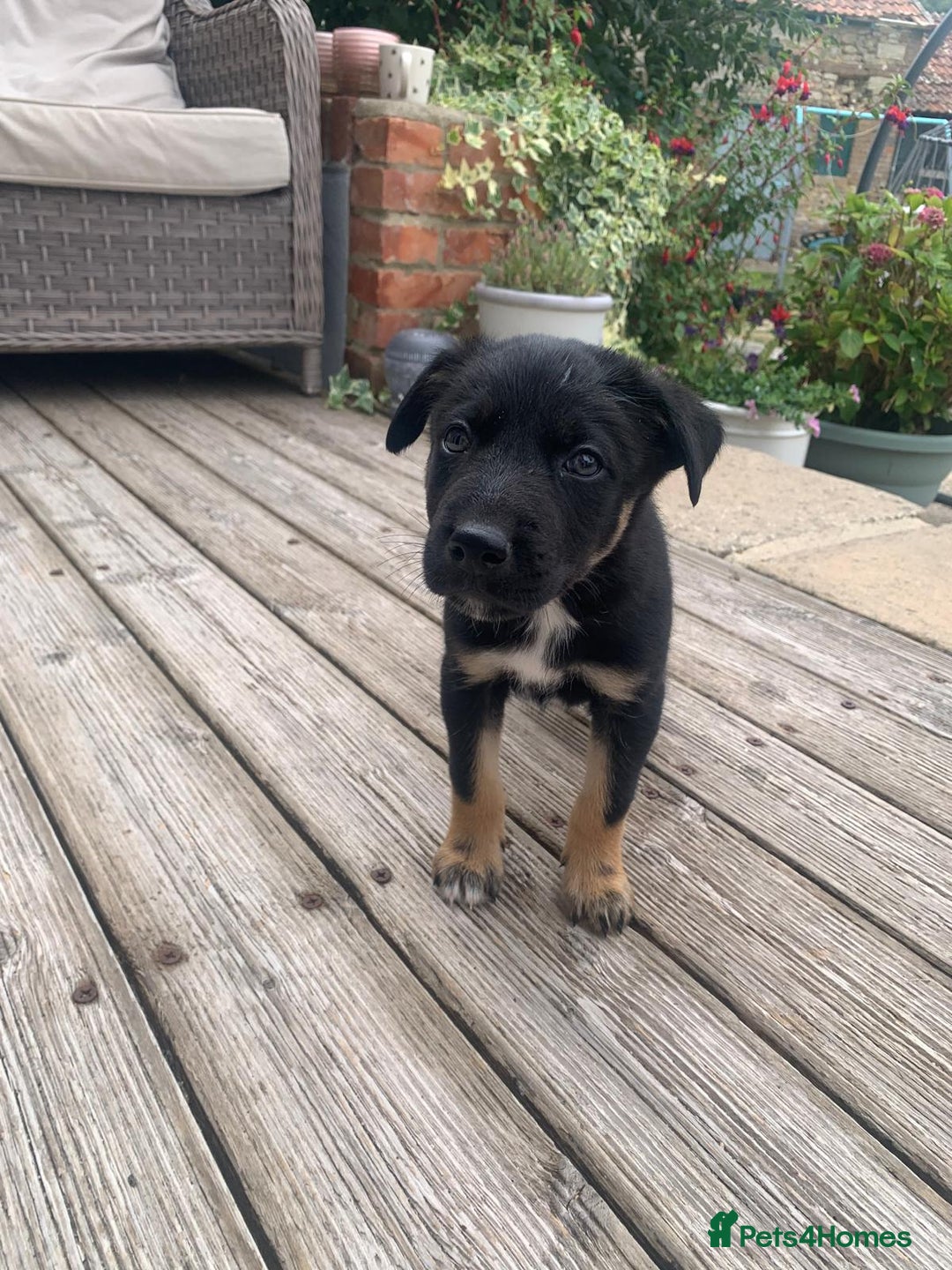 Australian Kelpie dogs for sale: Working kelpie puppies  - Image 5