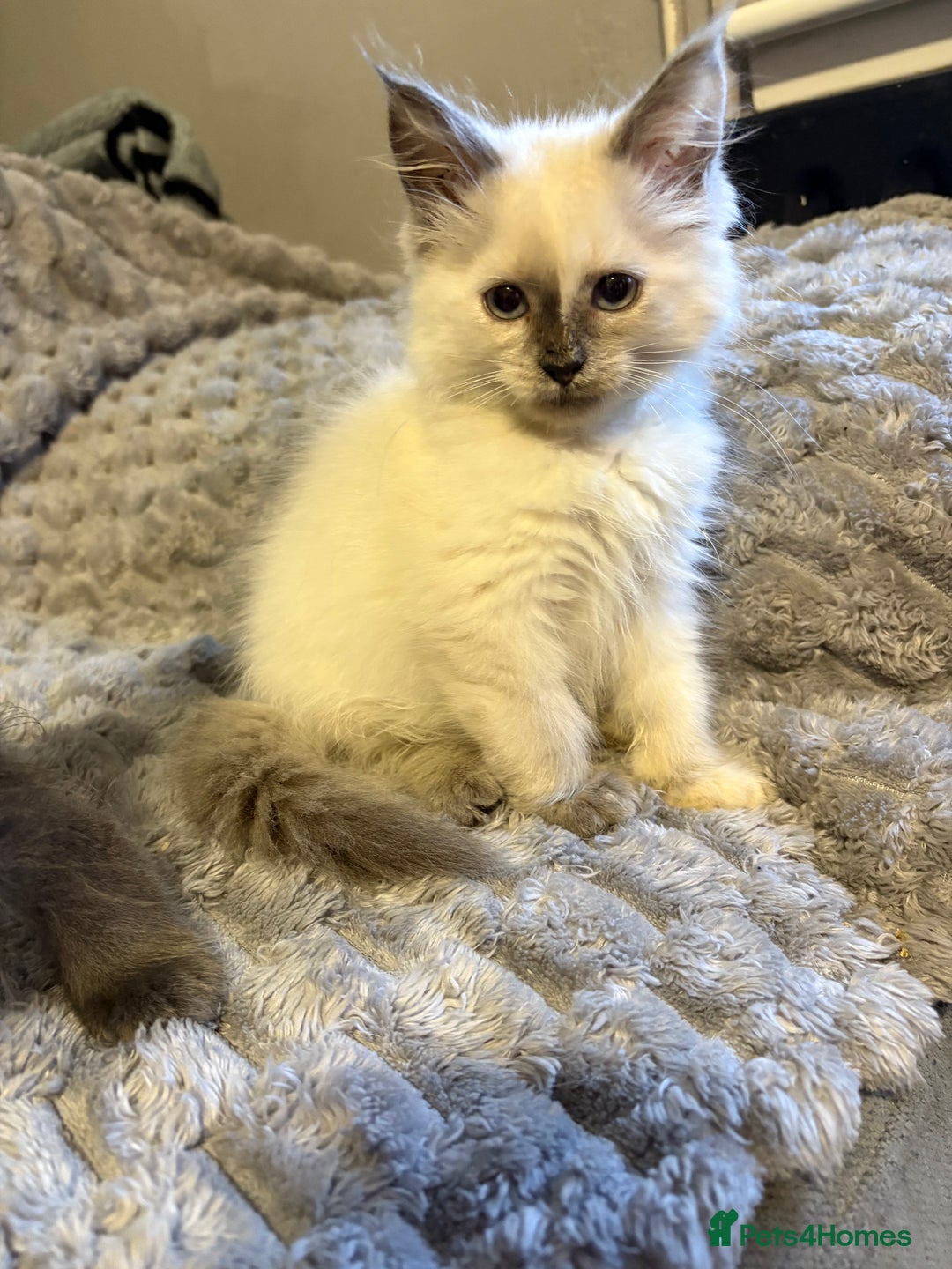 Maine Coon cats for sale: Maine coon cross ragdoll kittens  - Image 5