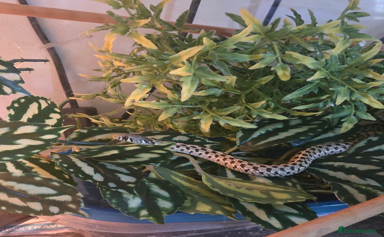Garter Snake reptiles - Advert 2