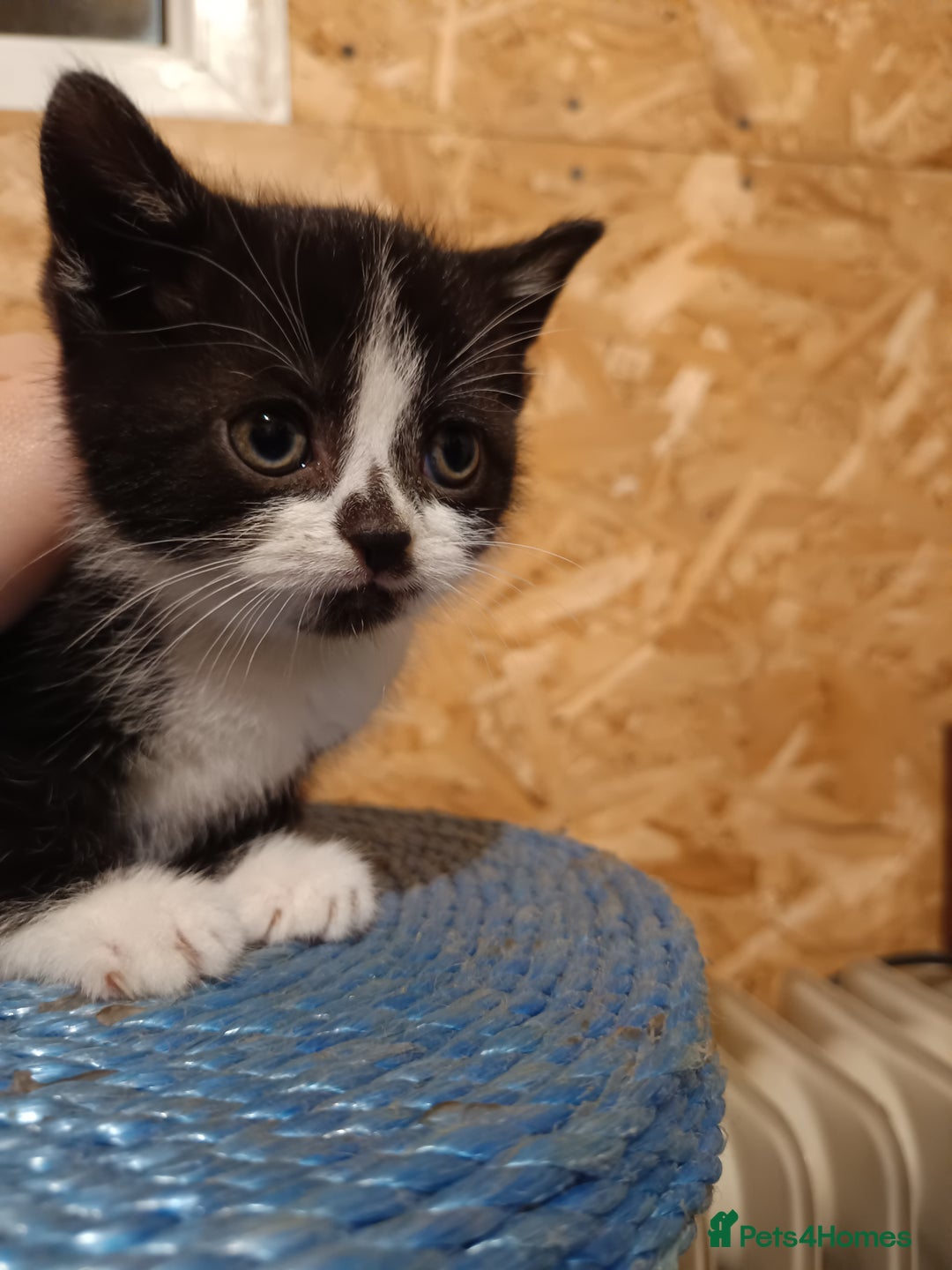 Mixed Breed cats for sale: Cats ready to find a new owner. - Advert 13