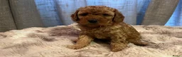 Cavapoo dogs for sale: Cavapoo F1BB puppies  in Grimsby - Advert 14
