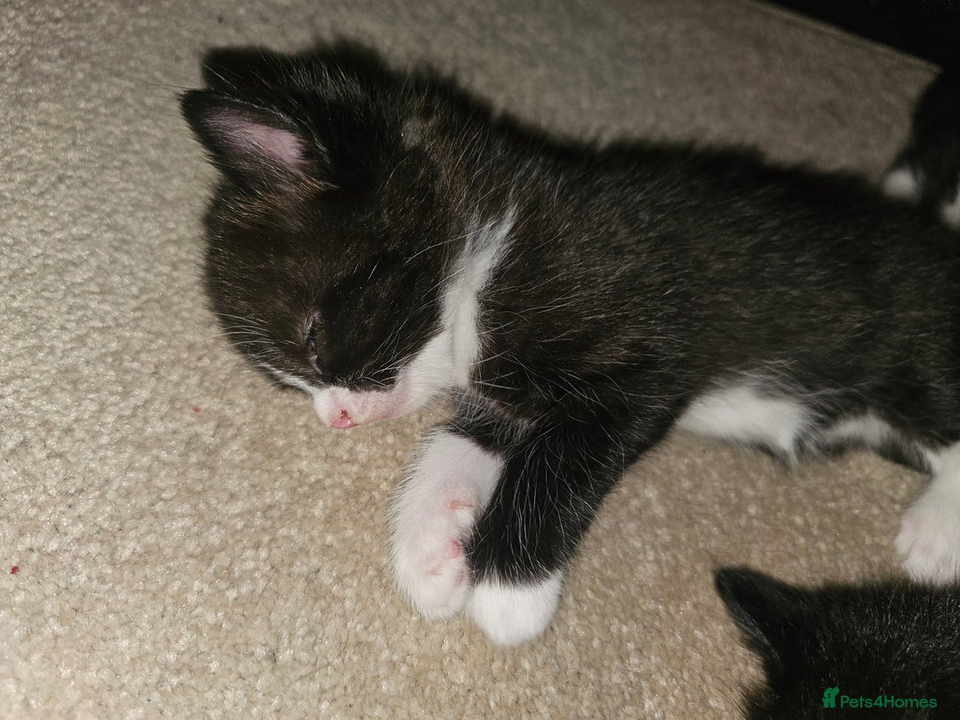 Ragdoll cats for sale: 3 kittens ragdoll mixed breed - Image 4