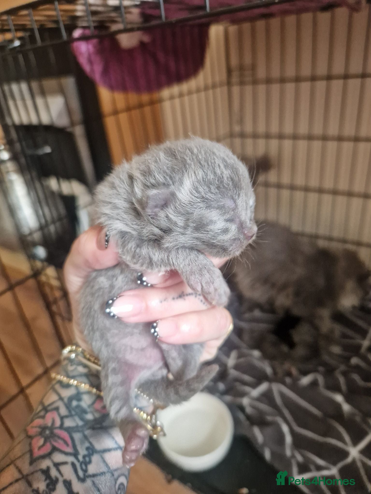 Mixed Breed cats Persian/chinchilla  - Advert 1