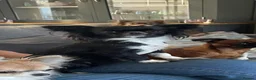 Chihuahua dogs for sale: Beautiful RKC registered boys  - Advert 1