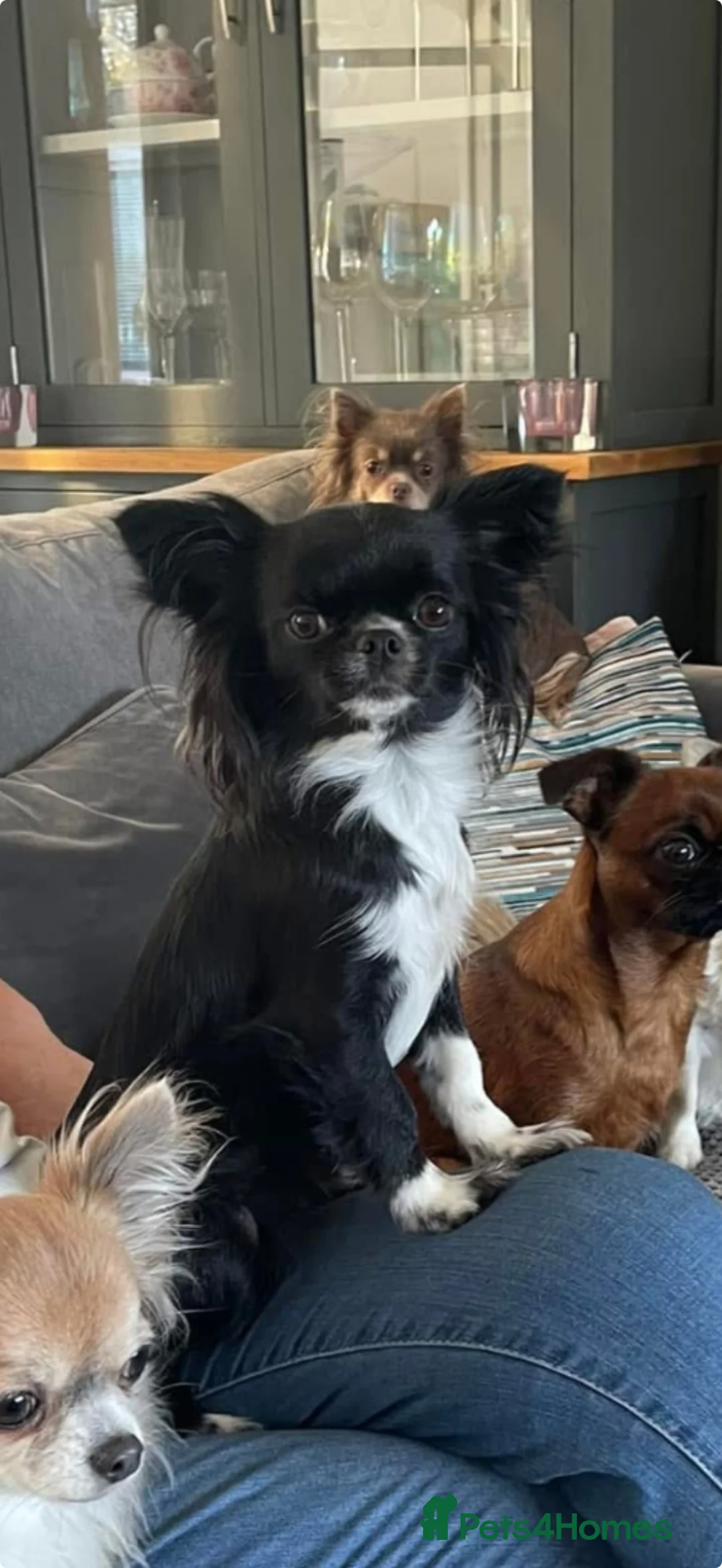 Chihuahua dogs for sale: Beautiful RKC registered boys  - Advert 1