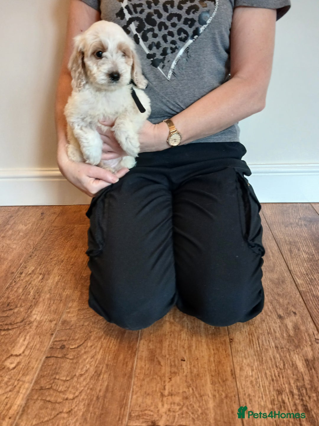 Cockapoo dogs for sale: Cockapoo puppies  - Advert 7