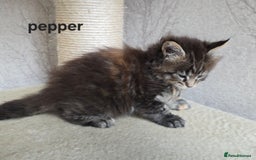 Maine Coon cats for sale: Maine Coon Kittens Tortie/Torbie Russian lines - Image 8