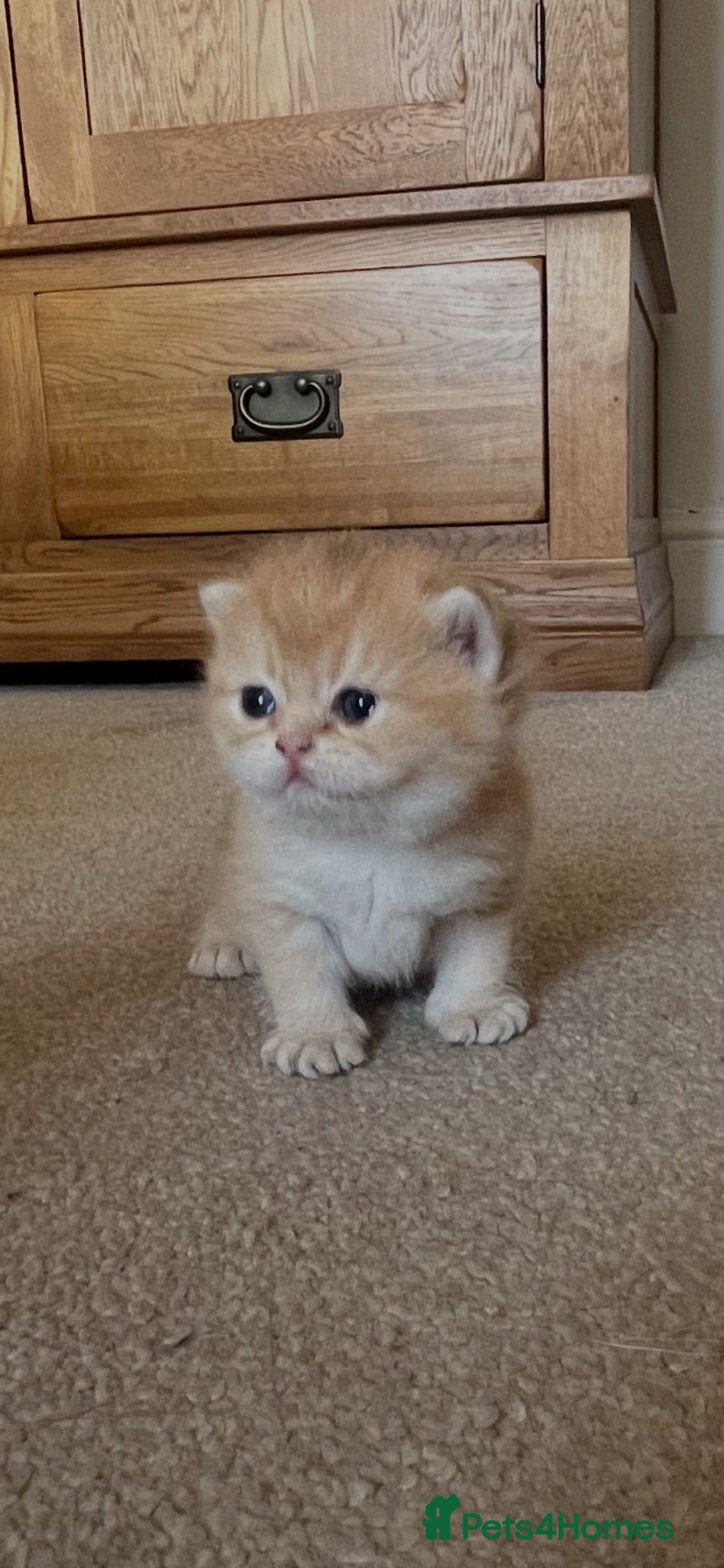 British Shorthair cats GCCF GOLDEN NY12 BLUE GOLDEN AY12  - Advert 2