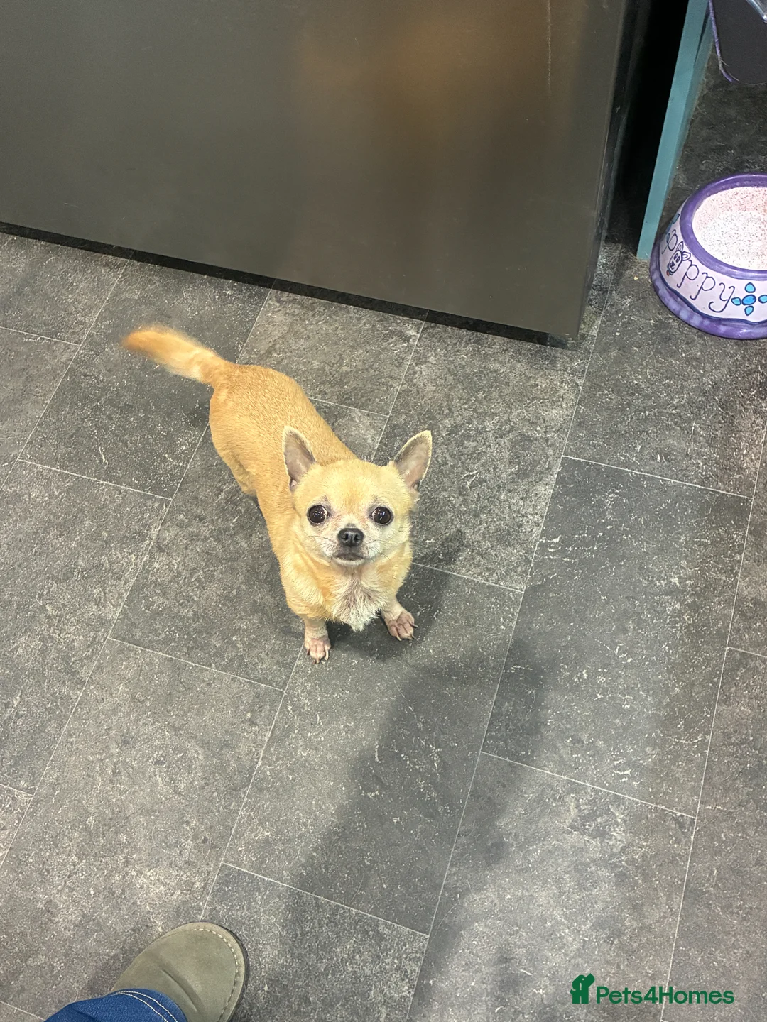 Chihuahua dogs for sale: Gizmo & Missy 7 year old Chihuahuas - Advert 8