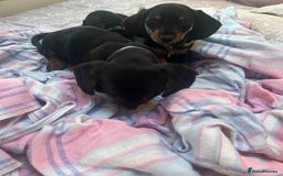 Dachshund dogs for sale: Dachshund puppies - Image 17