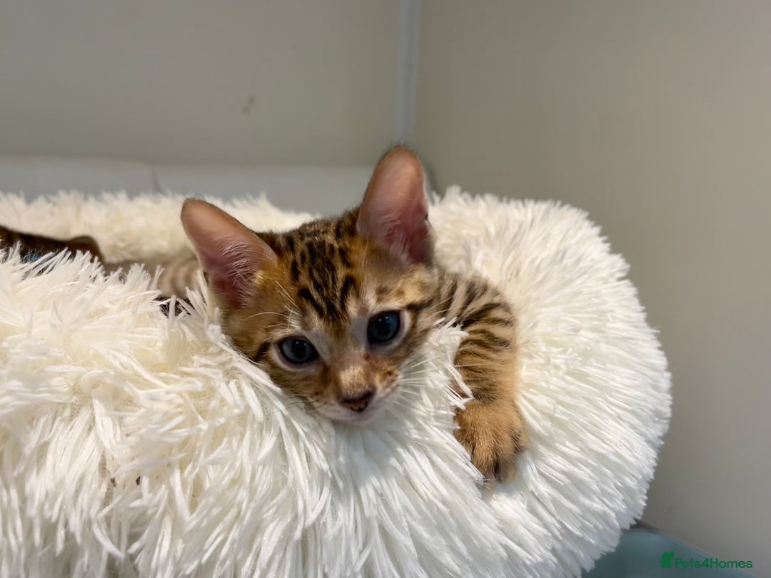 Toyger cats for sale: Full Pedigree Toyger Kittens Last Litter of 2025 - Image 30