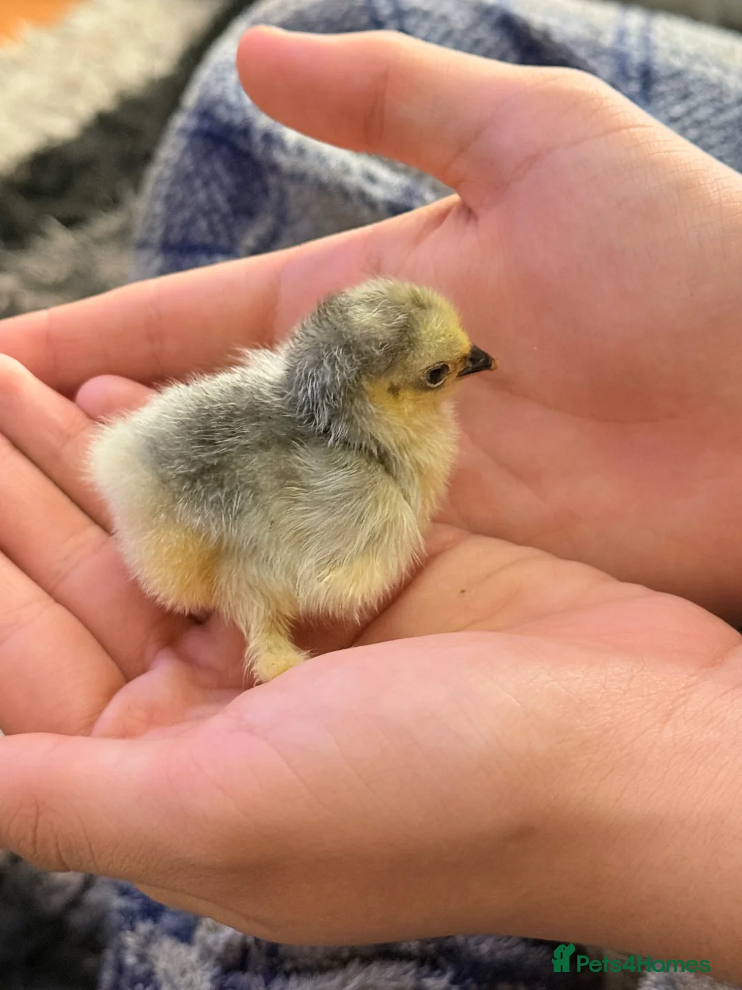 Chickens poultry for sale: Lavender pekin chicks  - Advert 2