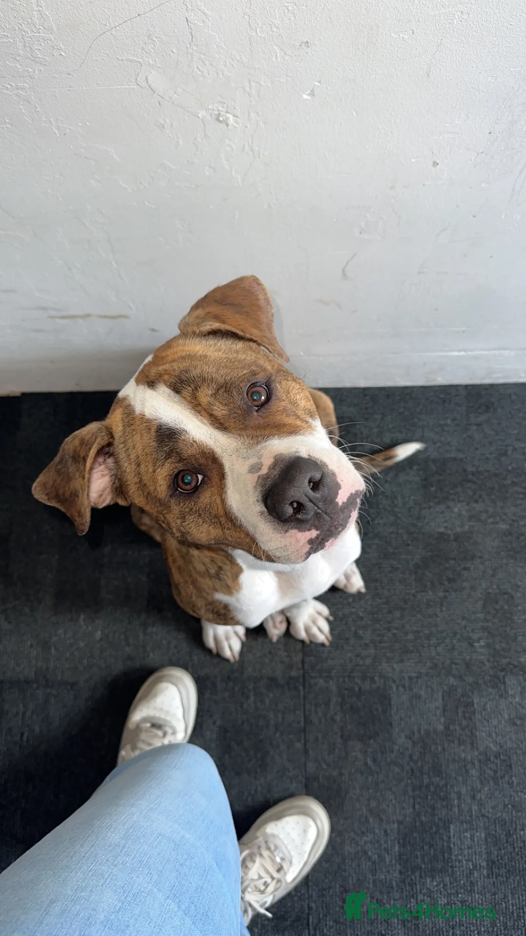 Mixed Breed dogs for sale: Boxer X Staff - Advert 2