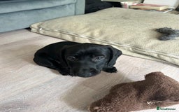Miniature Dachshund dogs for sale: 3X Male Miniature Dachshunds- READY TO GO - Image 28