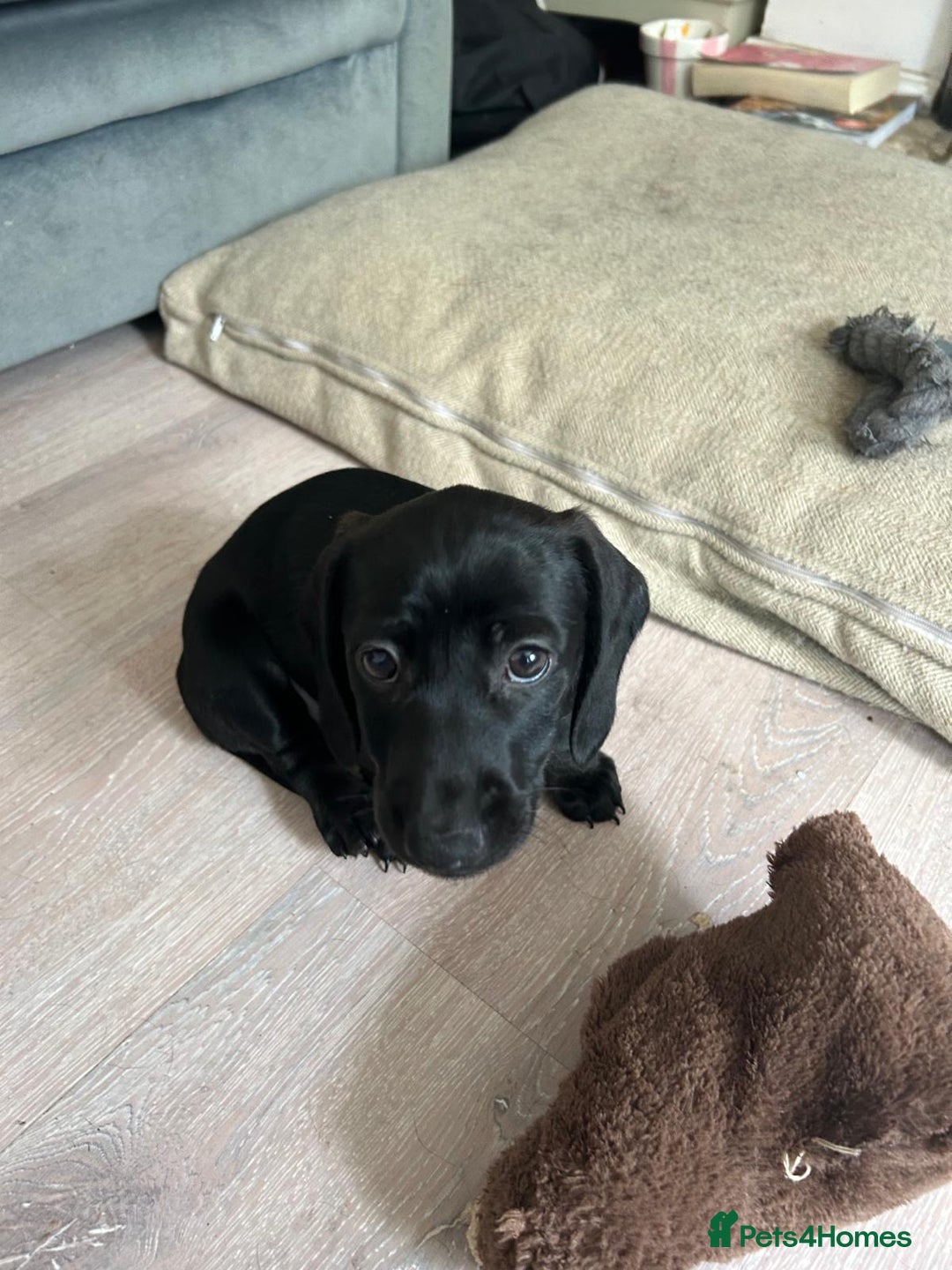Miniature Dachshund dogs for sale: 3X Male Miniature Dachshunds- READY TO GO - Image 28