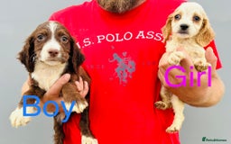 Cocker Spaniel dogs for sale: Beautiful litter of cocker spaniels - Image 9