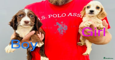 Cocker Spaniel dogs - Advert 16