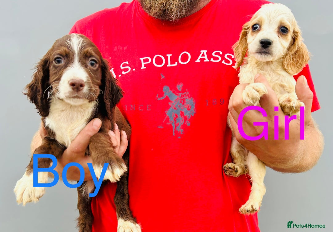 Cocker Spaniel dogs for sale: Beautiful litter of cocker spaniels - Image 9