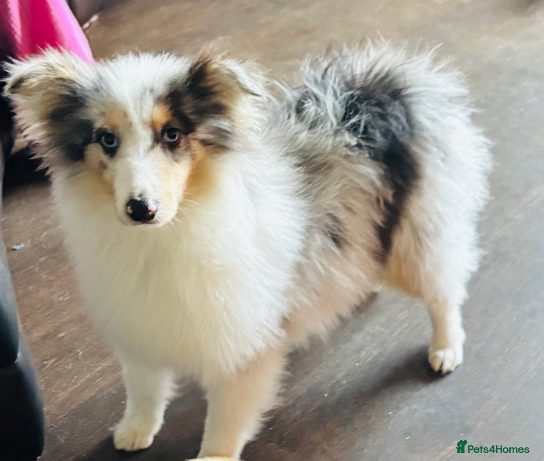 Shetland Sheepdog dogs for sale: Beautiful blue Merle boy puppy  - Advert 3