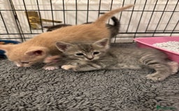 American Shorthair cats for sale: 4 stunning bsh x American short kittens avail - Image 21