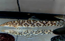 Loaches fish for sale: Yoyo loach - Image 1