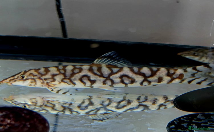 Loaches fish - Advert 1