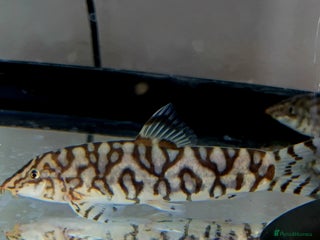 Loaches fish - Advert 2