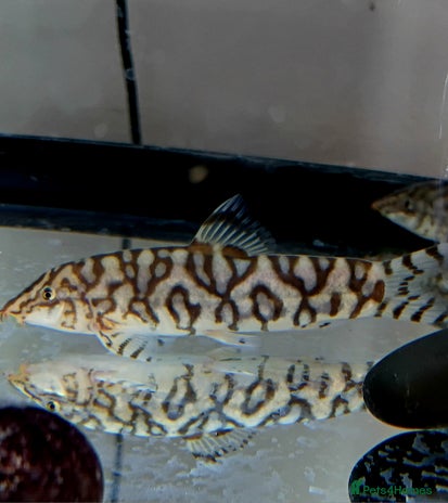 Loaches fish - Advert 1