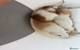 Guinea Pig rodents for sale: 3 x boars 6 weeks - Image 3