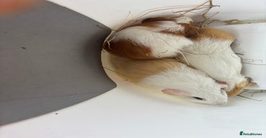 Guinea Pig rodents - Advert 2