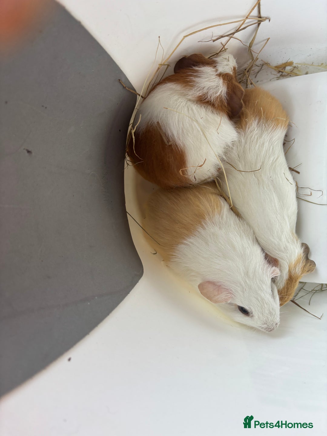 Guinea Pig rodents for sale: 3 x boars 6 weeks - Image 3