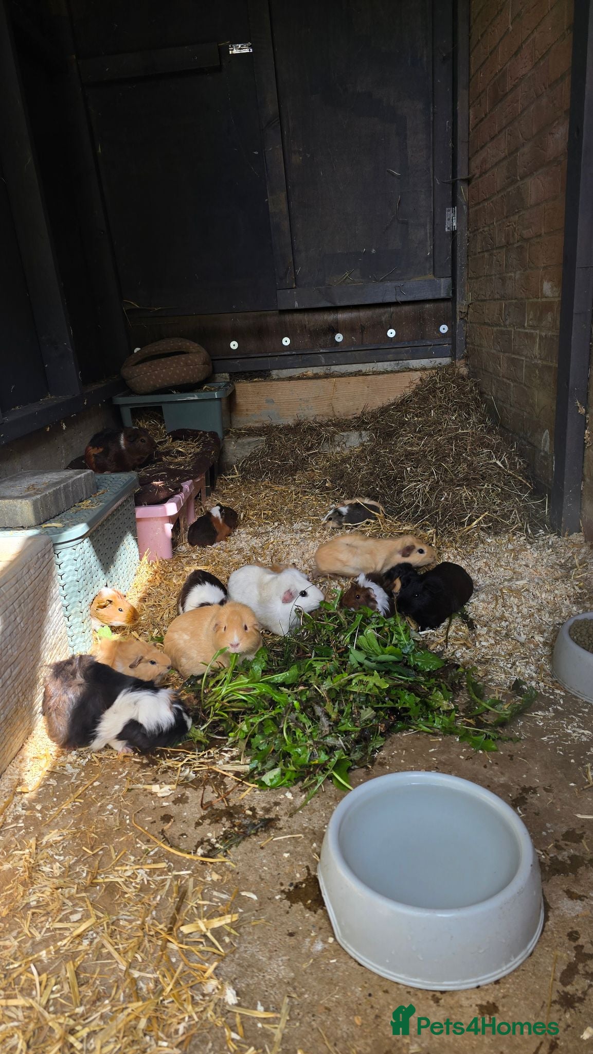 Guinea Pig rodents Baby Guinea.\nPigs - Advert 1