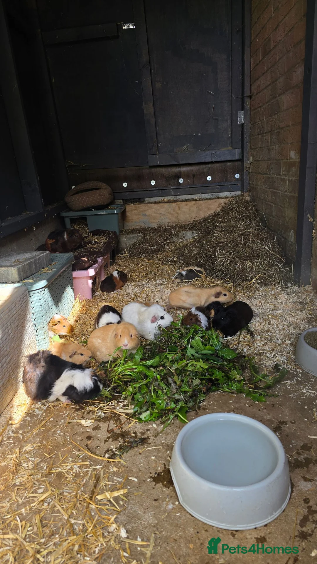 Guinea Pig rodents for sale: Baby Guinea.\nPigs - Advert 1